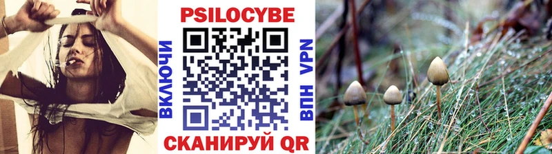 закладки  Людиново  Галлюциногенные грибы Psilocybe 